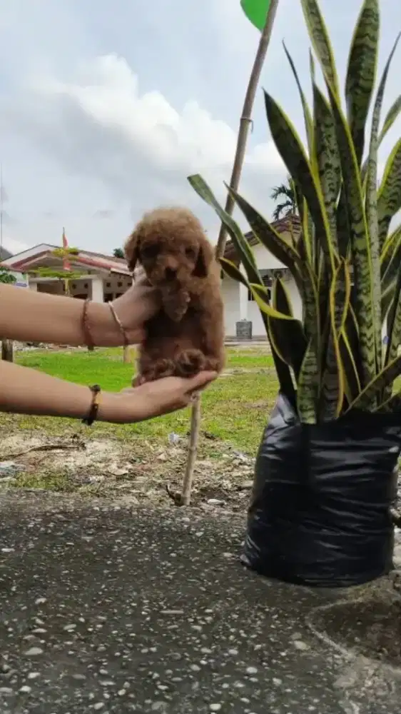 Anjing Poodle jantan betina