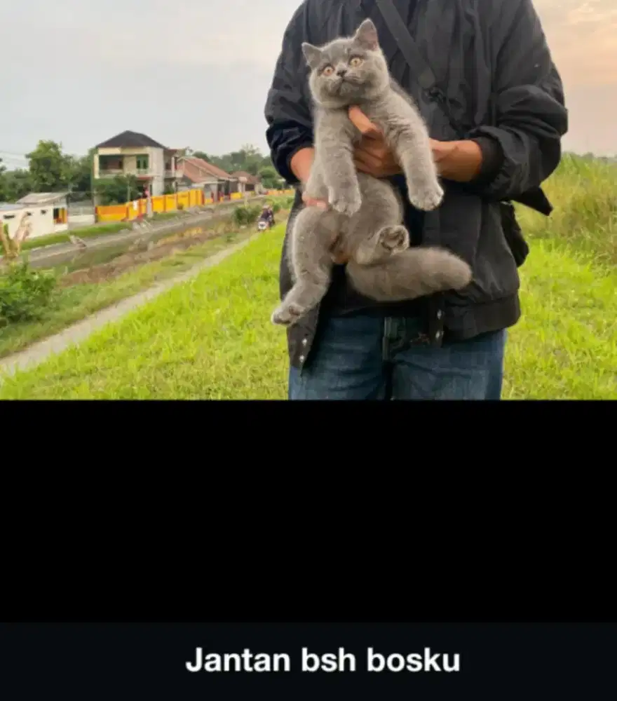 kucing BSH jantan 4 bulan