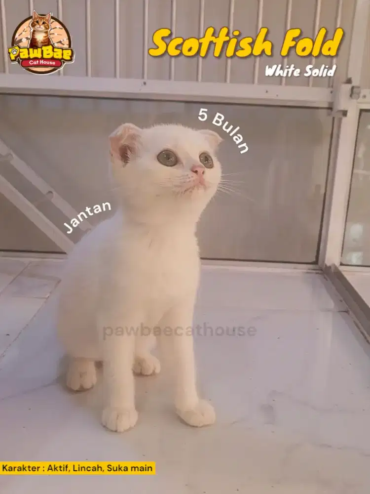 Kucing Scottish Fold Jantan
