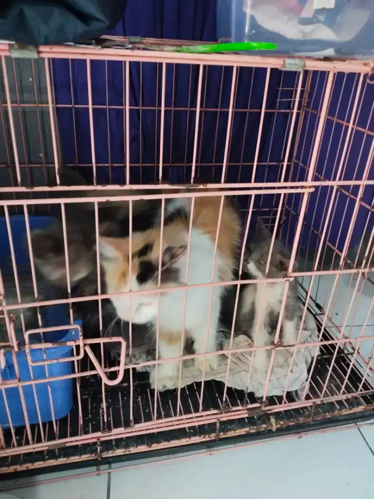 Persia piknous  , 2 anak betina