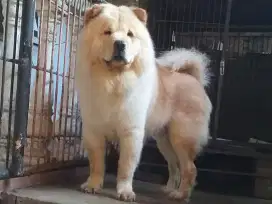 anjing chow chow