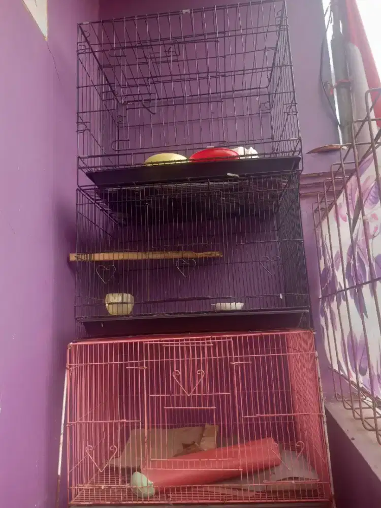 Jual aja nie kndang kotak bekas binatang