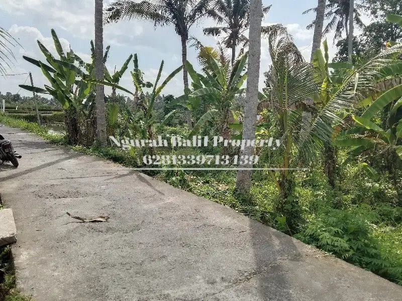 Land For Sale Murah Luas 290 m2 View Sawah dan Gunung