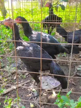 DIJUAL BETINA PAKHOY MANGON