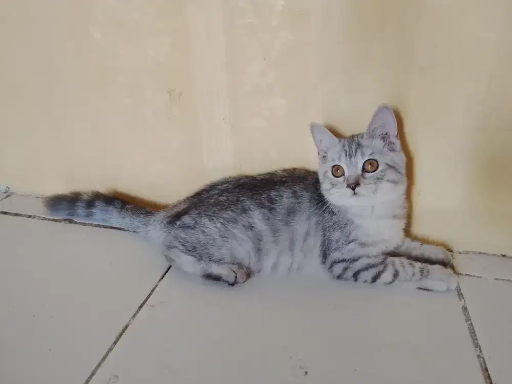BSH pure warna silver betina usia 3bulan parents import