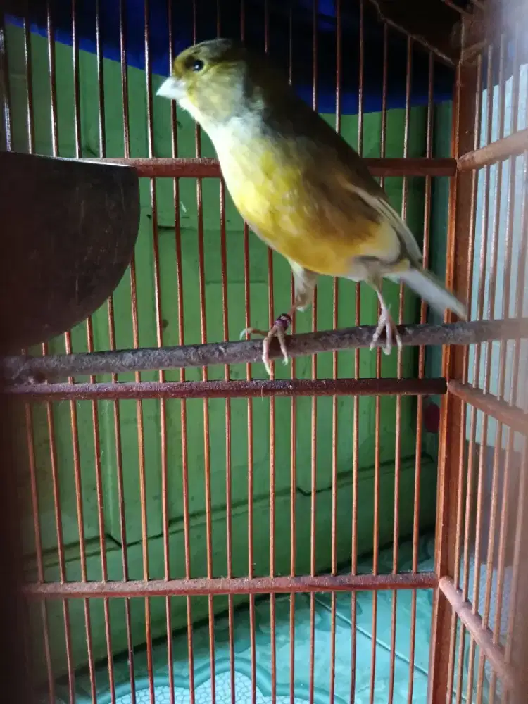 Kenari f1 rajin
