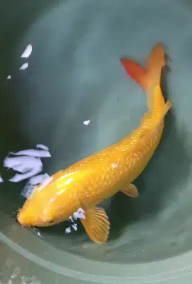 Ikan hias koi karashi ginrin