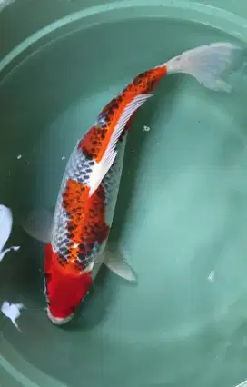 Ikan hias koi goshiki