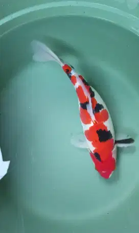 Ikan hias koi sanke douitsu