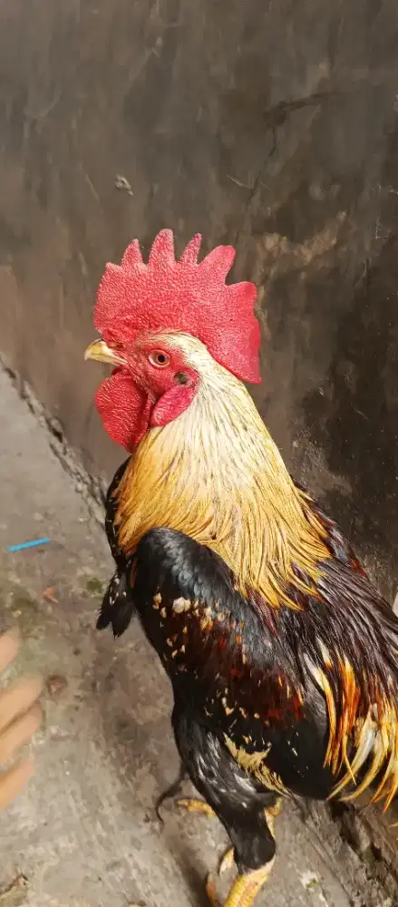 AYAM BANGKOK BIRMA SUPER
