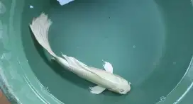 Ikan hias koi platinum
