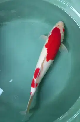 Ikan hias koi kohaku