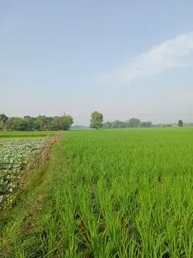 TANAH PABUARAN SUBANG, SUDAH ADA PEMBATAS
