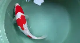 Ikan hias kohaku douitsu mix sisik