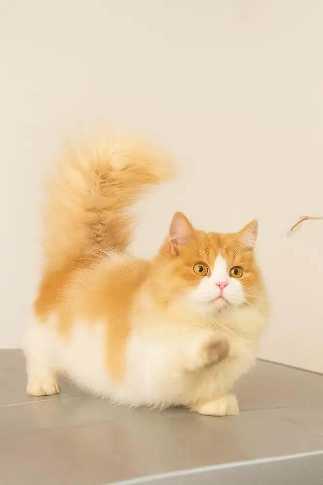 Munckhin british longhair
