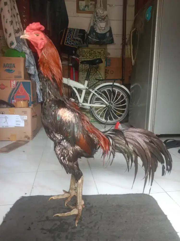 Ayam bangkok (lancuran) bk mangon suro watu