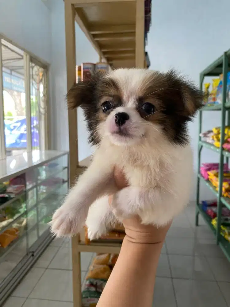 Chihuahua longhair jantan
