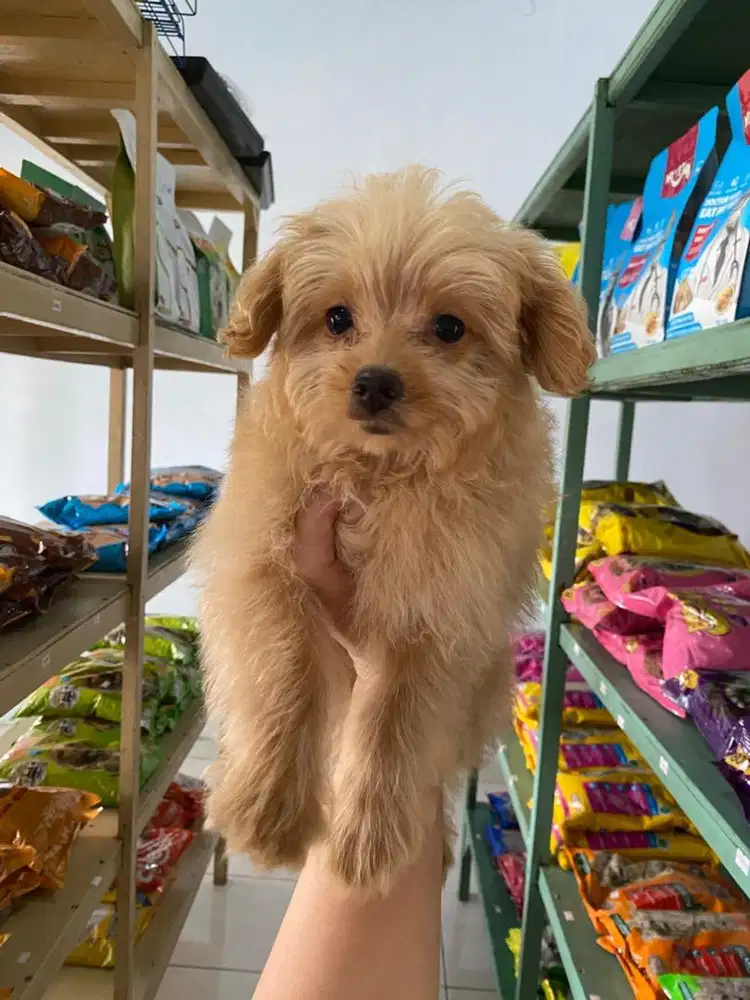 Minipom mix poodle