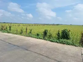 TANAH SAWAH DI DESA SUMBERJO KIDUL, SUKOSEWU BOJONEGORO