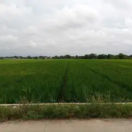 Jual murah sawah subur.produktif di Karawang Jawa Barat