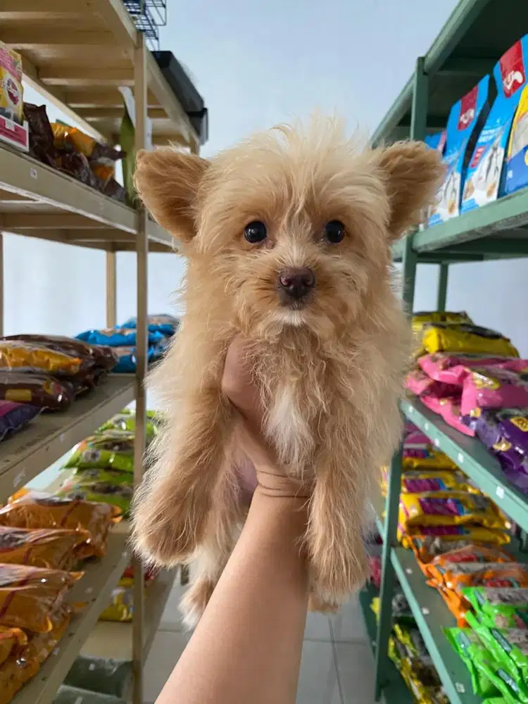 Minipom mix poodle