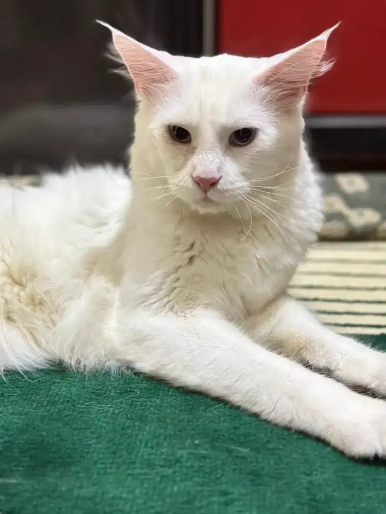 Anak kucing maencoon