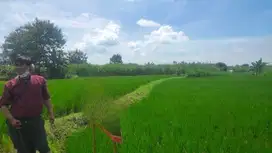 TANAH SAWAH (AJB) DI DESA SUMBERGEDE, WRINGINANOM, GRESIK