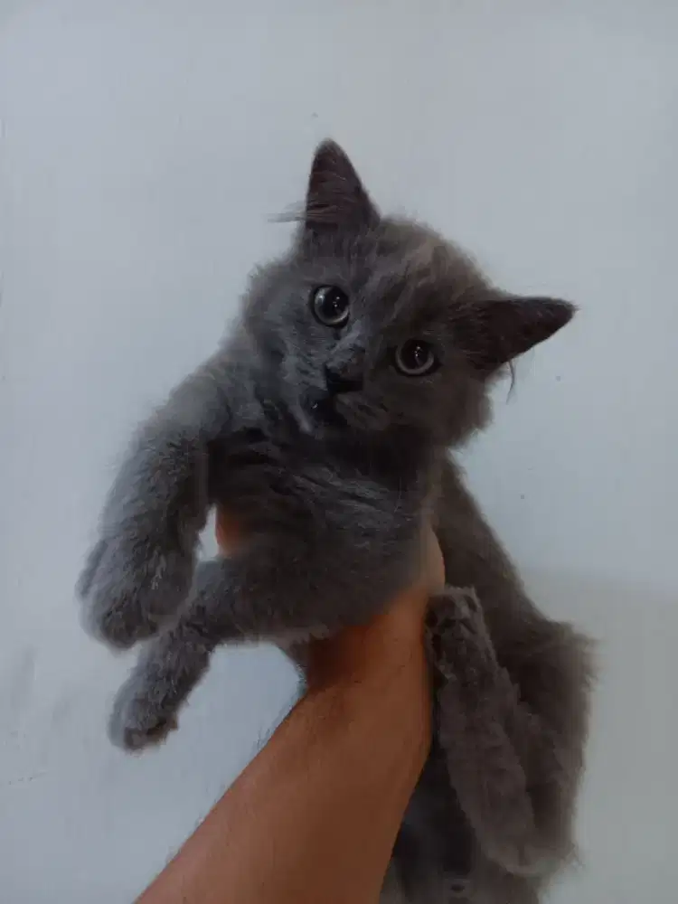 BSH kitten betina blue