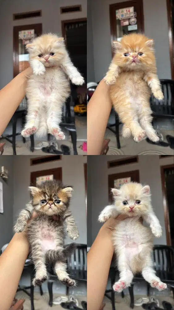 KUCING PERSIAN FLAT DAN PEAK