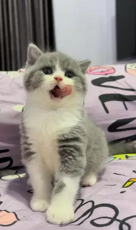 British Shorthair Bico Blue Import