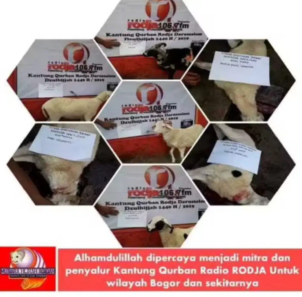 Kambing Qurban Kirim Hidup Jabodetabek