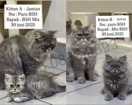Anak kucing BSH x Mix BSH long hair & Short hair, 30 juni 2025
