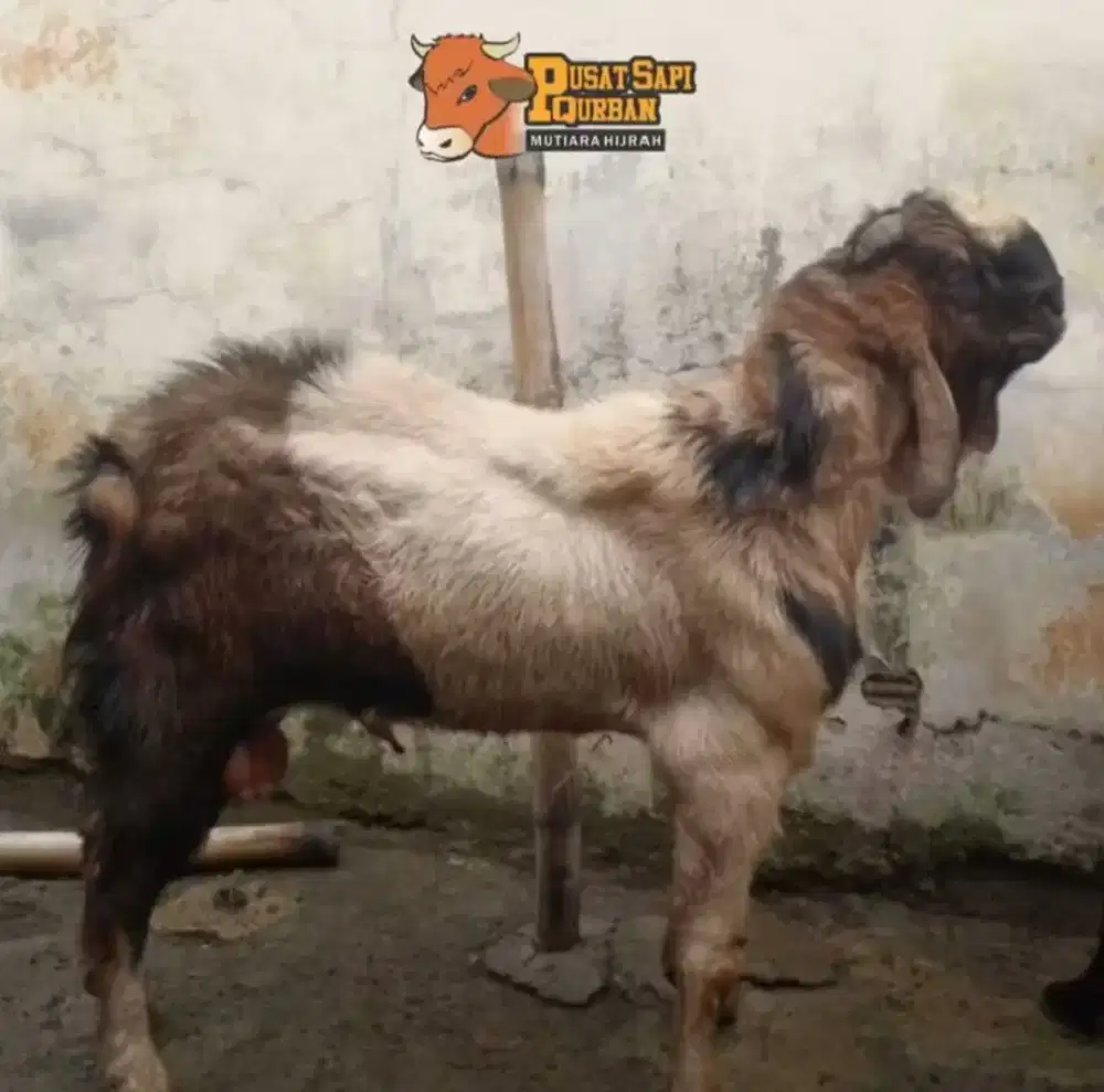 Hewan Qurban Kambing Kirim Hidup Sejabodetabek