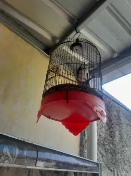 Di jual. Burung puter silangan + kandang minat wa