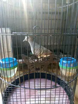 Perkutut lokal blora
