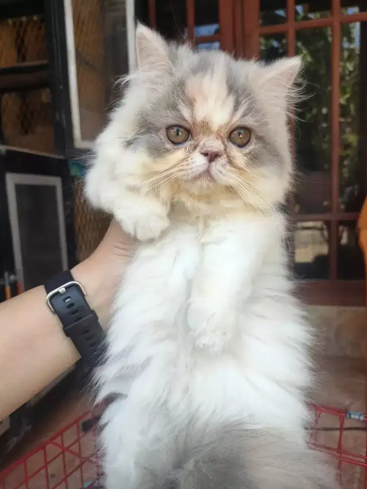 peaknose kitten