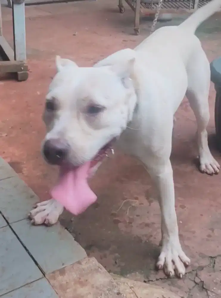 Anjing pittbull