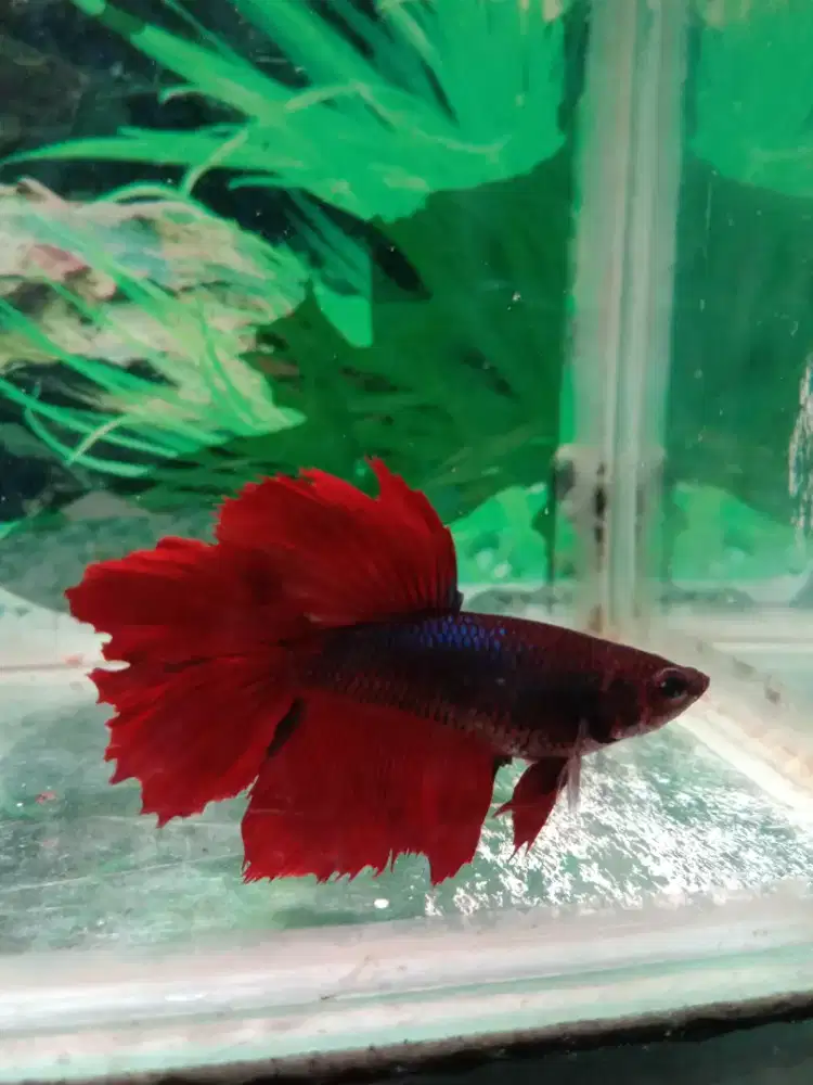 Ikan hias cupang halfmoon