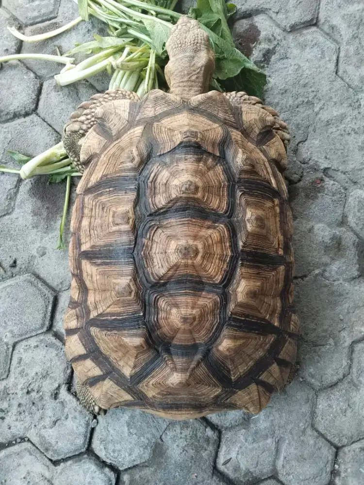 Kura Sulcata 52 cm