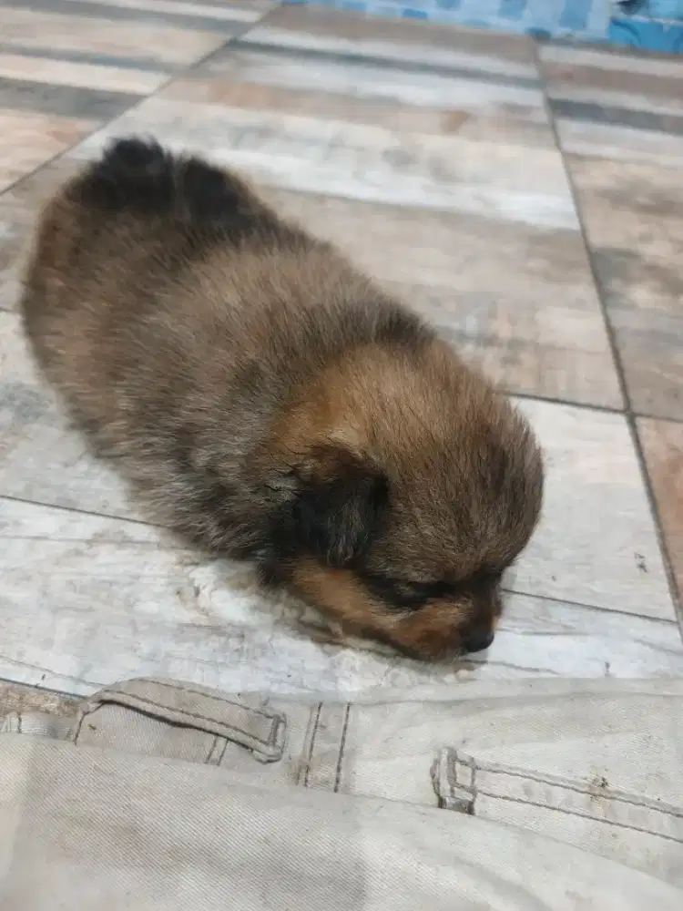 Anak minipom asli