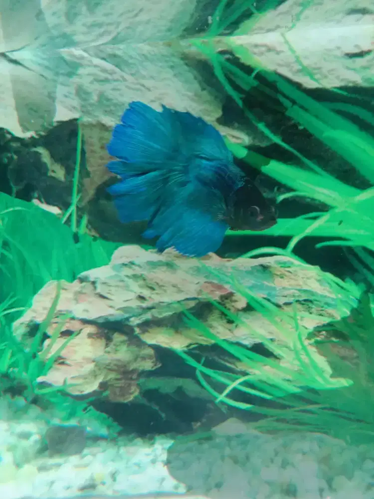 Ikan hias cupang halfmoon rosetail