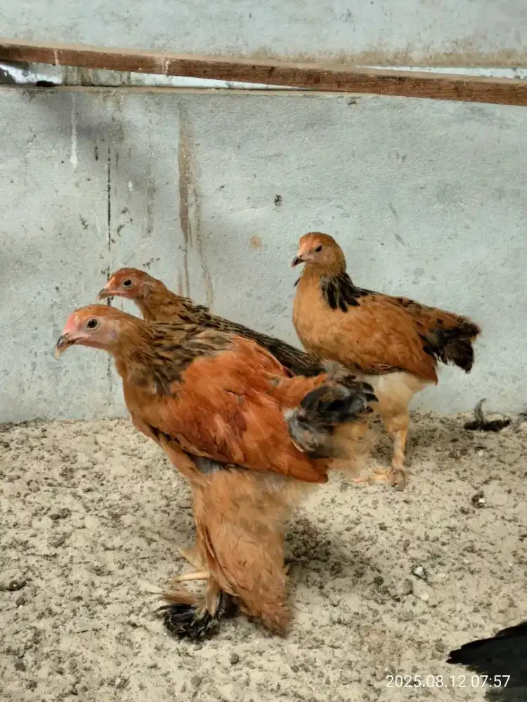 Ready ayam Brahma