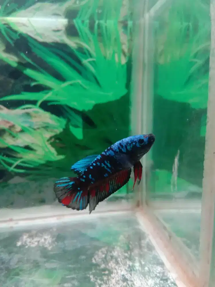 Ikan hias cupang avatar galaxy