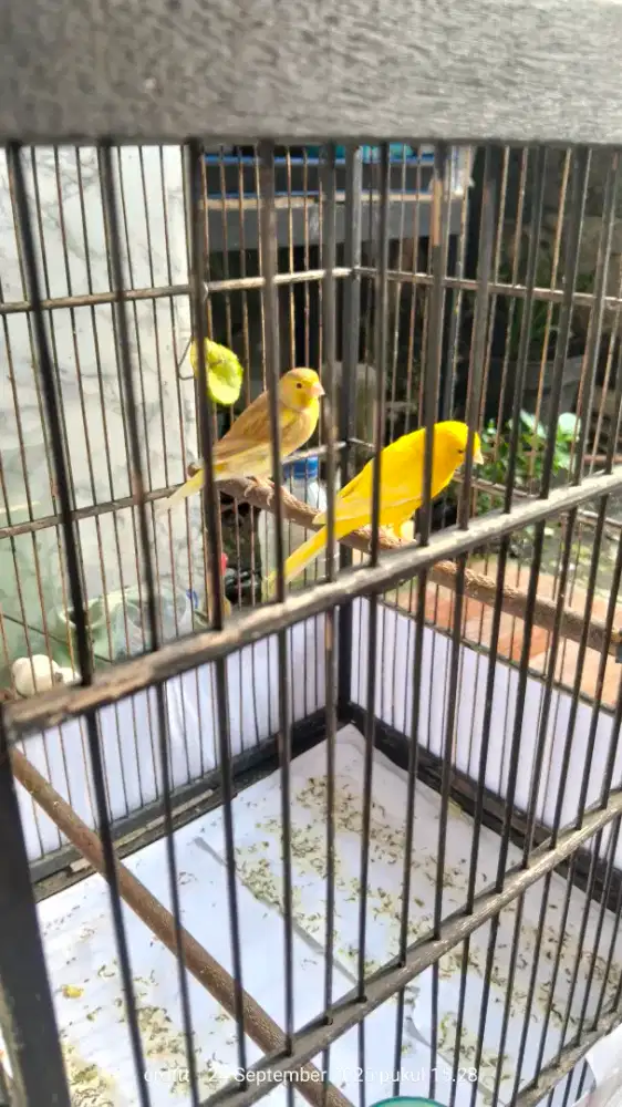 Burung kenari sejodoh