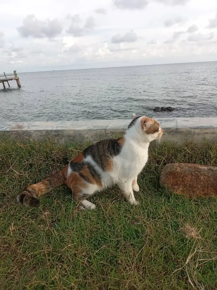 Kucing Langka Calico Jantan Ras Persia
