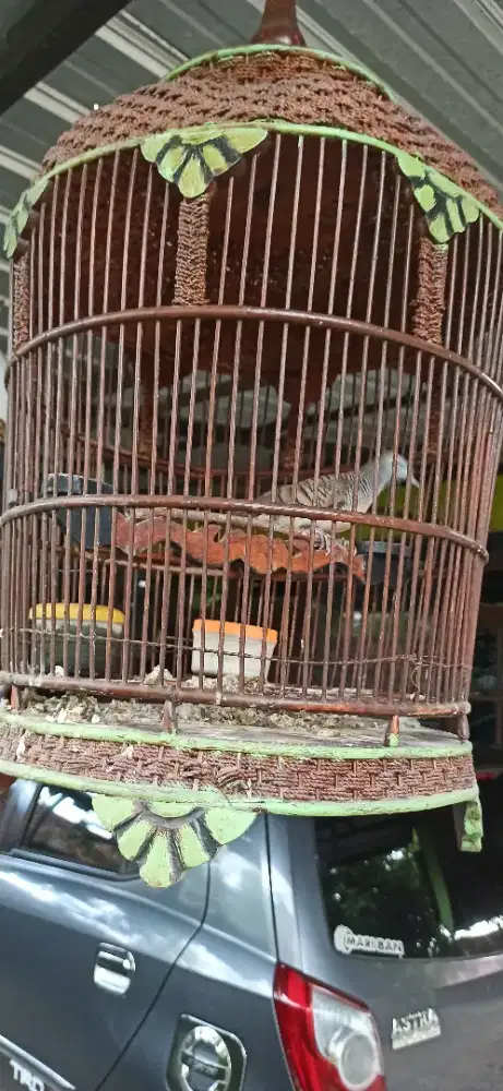 perkutut lokal gacor