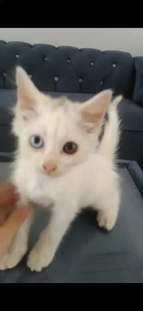 KITTEN PERSIA ODD EYE USIA 3 BULAN