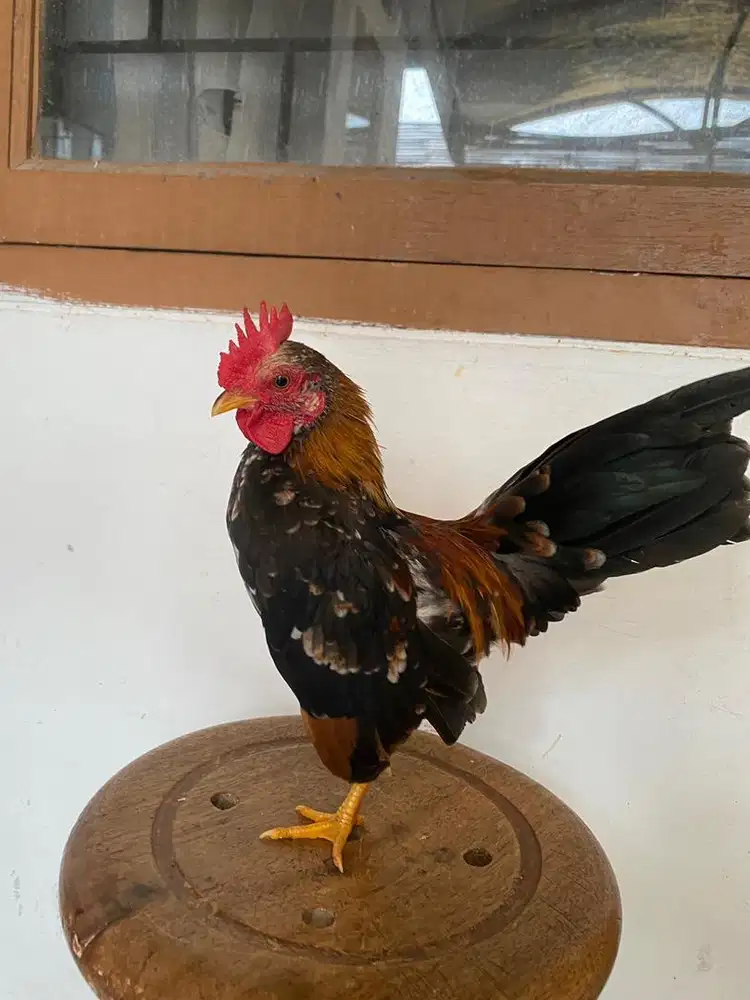 Jual Ayam kate tema serama remaja