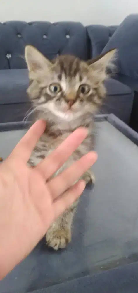 KITTEN PERSIA USIA 3 BULAN