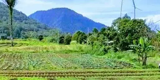 Dijual Cepat Tanah di Gesing , Bedugul